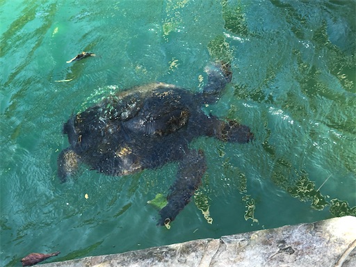 f:id:Hawaii_raoukona:20200920132652j:image f:id:Hawaii_raoukona:20200920132652j:image