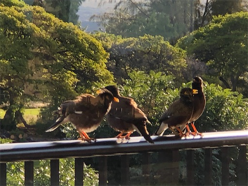 f:id:Hawaii_raoukona:20201030165608j:image