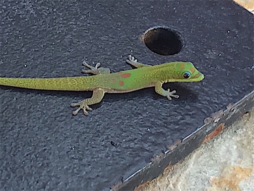 f:id:Hawaii_raoukona:20201111115004j:image