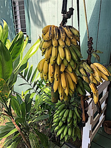 f:id:Hawaii_raoukona:20201111115315j:image