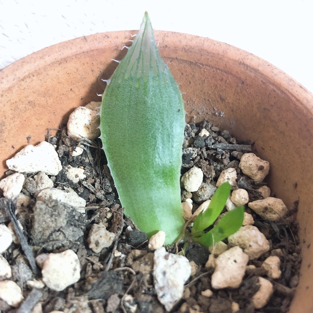 ハオルチアの葉挿し 鏡原ミラの植物記録