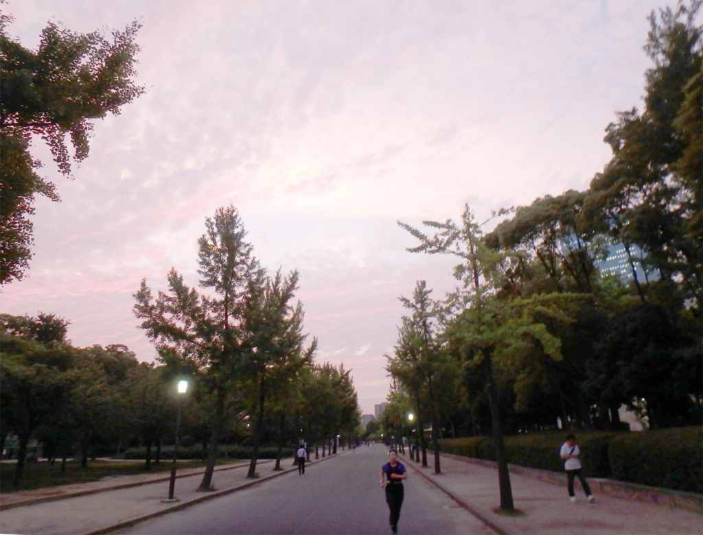 f:id:Helichrysum:20170628141045j:plain