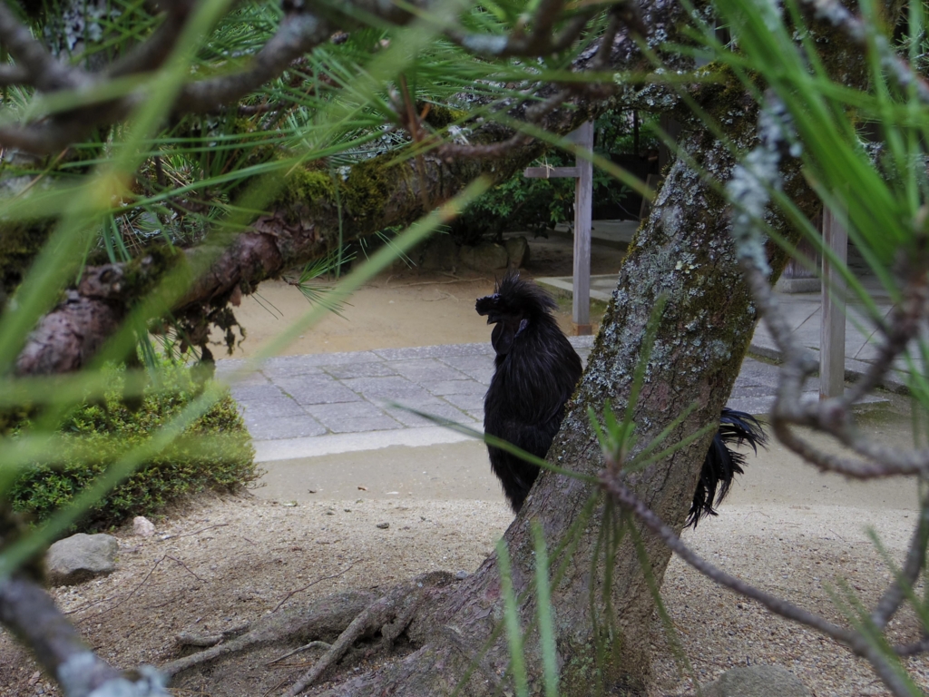 石上神宮の黒い鶏