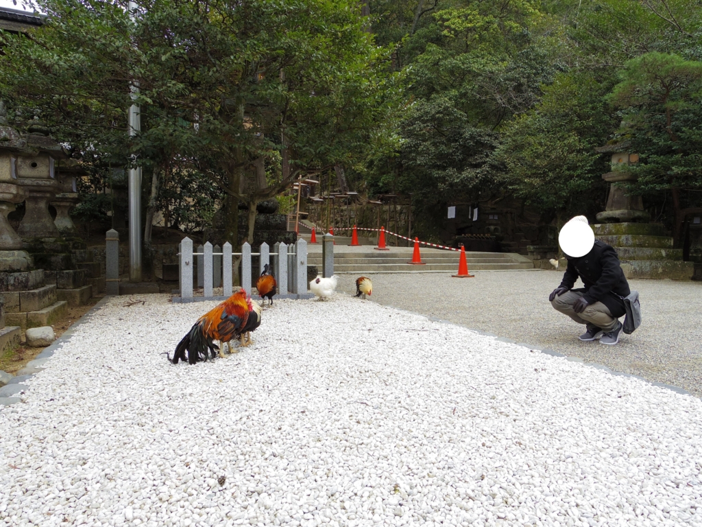 石上神宮ではカラフルな鶏と遊べます