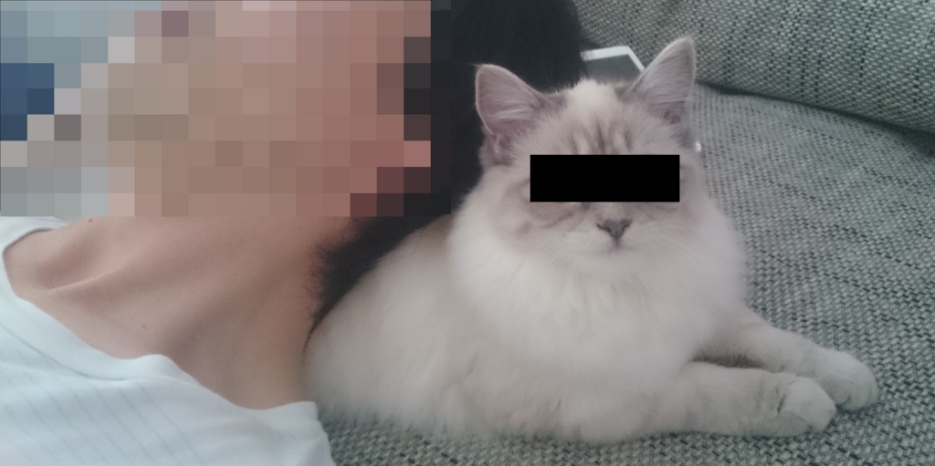 メインクーンとのハーフ猫のB子さん（仮名）