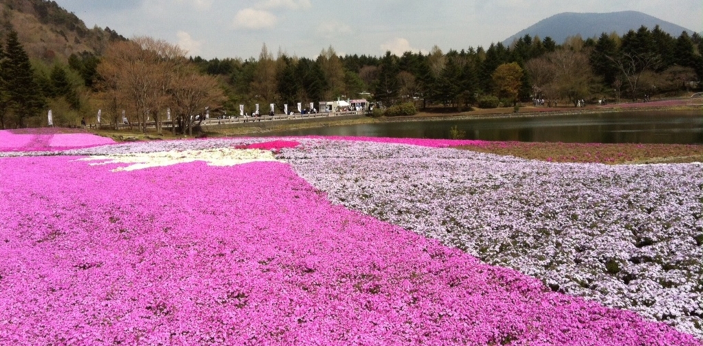 富士の芝桜