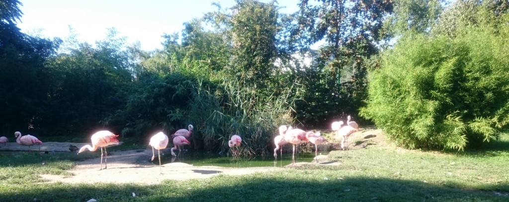 フランクフルトのフラミンゴ