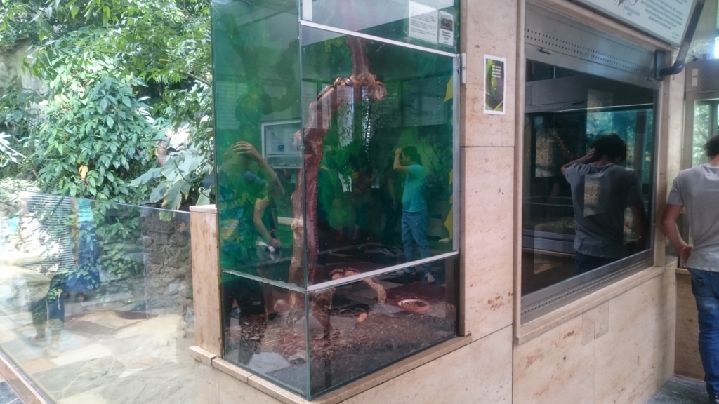 ゴキブリのショーケース