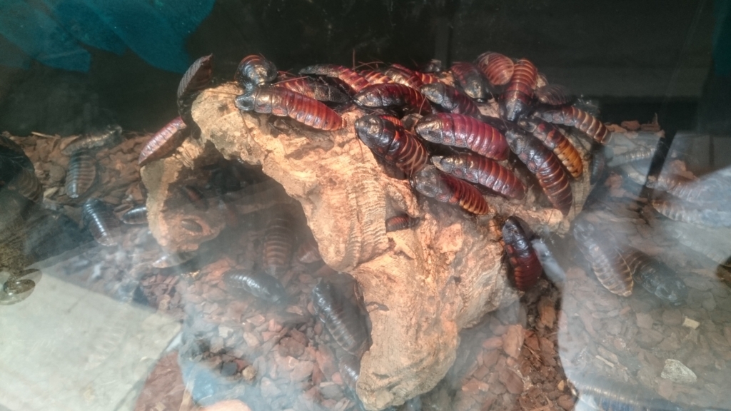 群れとなっている様子