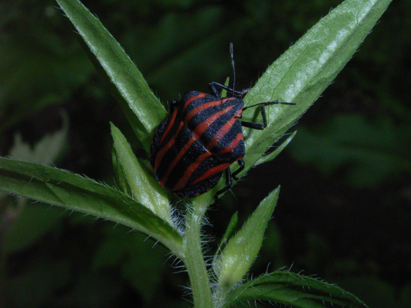 f:id:Heteroptera:20090819020248j:image:w300:left f:id:Heteroptera:20090819020248j:image:w300:left