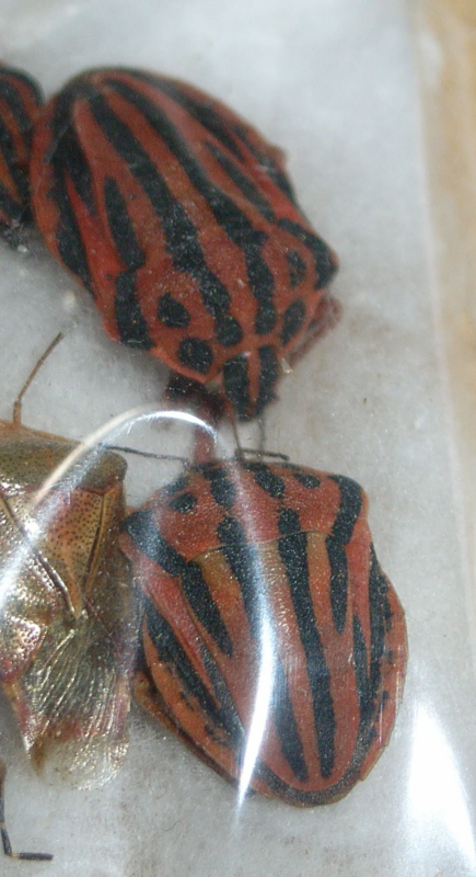 f:id:Heteroptera:20090819020339j:image:h300:left f:id:Heteroptera:20090819020339j:image:h300:left