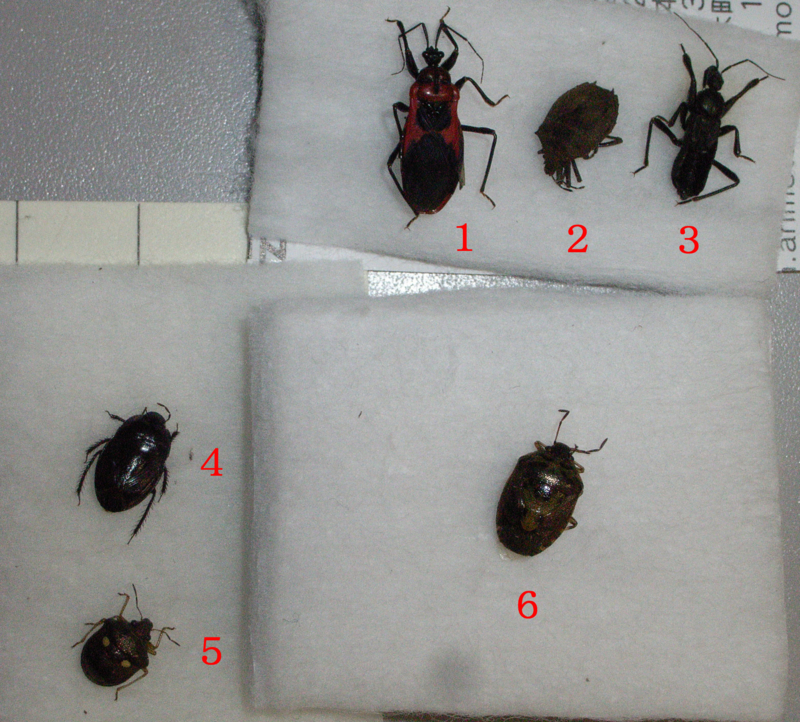 f:id:Heteroptera:20090820012038j:image:w300:left f:id:Heteroptera:20090820012038j:image:w300:left