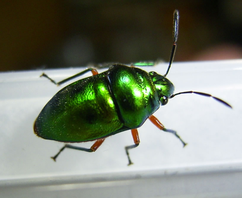 f:id:Heteroptera:20090824010046j:image:w300:left f:id:Heteroptera:20090824010046j:image:w300:left