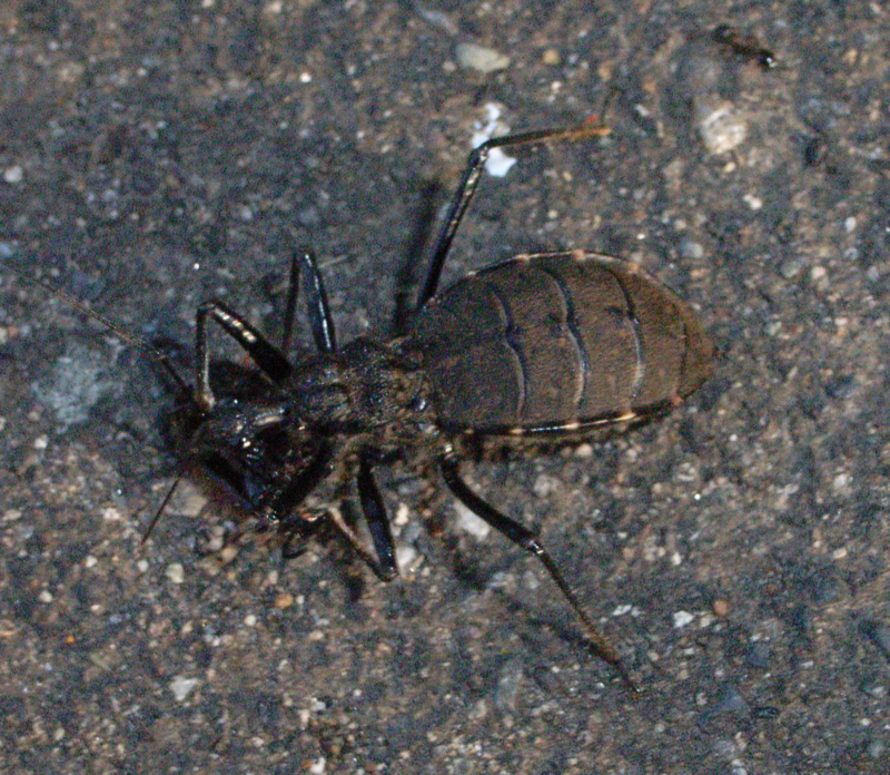 f:id:Heteroptera:20090826211031j:image:w300:left f:id:Heteroptera:20090826211031j:image:w300:left