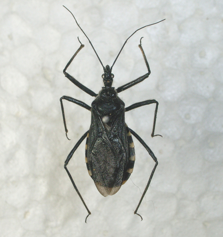 f:id:Heteroptera:20090826213253j:image:w300:right f:id:Heteroptera:20090826213253j:image:w300:right