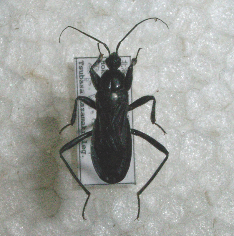 f:id:Heteroptera:20090826214259j:image:w300:left f:id:Heteroptera:20090826214259j:image:w300:left