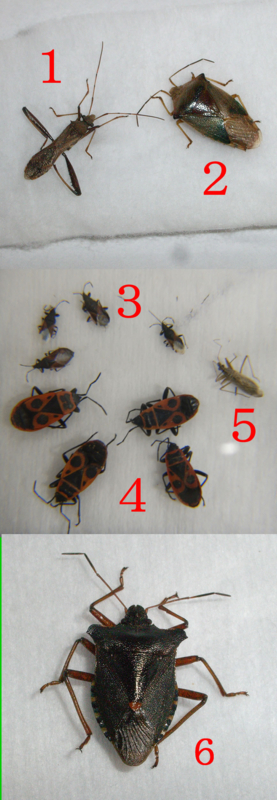 f:id:Heteroptera:20090828022523j:image:w300:left f:id:Heteroptera:20090828022523j:image:w300:left