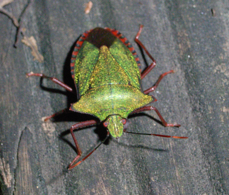 f:id:Heteroptera:20090901101756j:image:w300:left f:id:Heteroptera:20090901101756j:image:w300:left