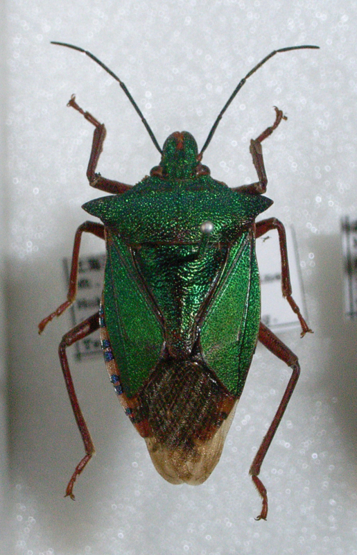 f:id:Heteroptera:20090901103505j:image:h300:right f:id:Heteroptera:20090901103505j:image:h300:right