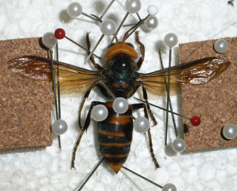 f:id:Heteroptera:20090911040609j:image:w300:left f:id:Heteroptera:20090911040609j:image:w300:left