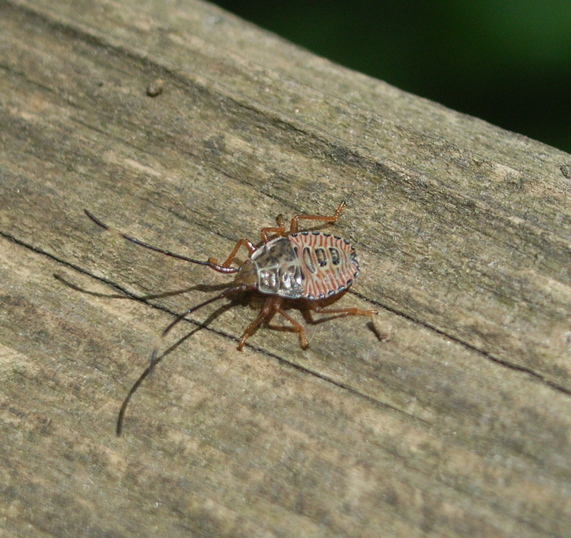 f:id:Heteroptera:20090914051609j:image:w300:left f:id:Heteroptera:20090914051609j:image:w300:left