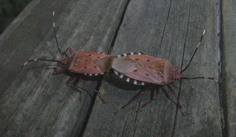 f:id:Heteroptera:20090914051657j:image:w400:left f:id:Heteroptera:20090914051657j:image:w400:left