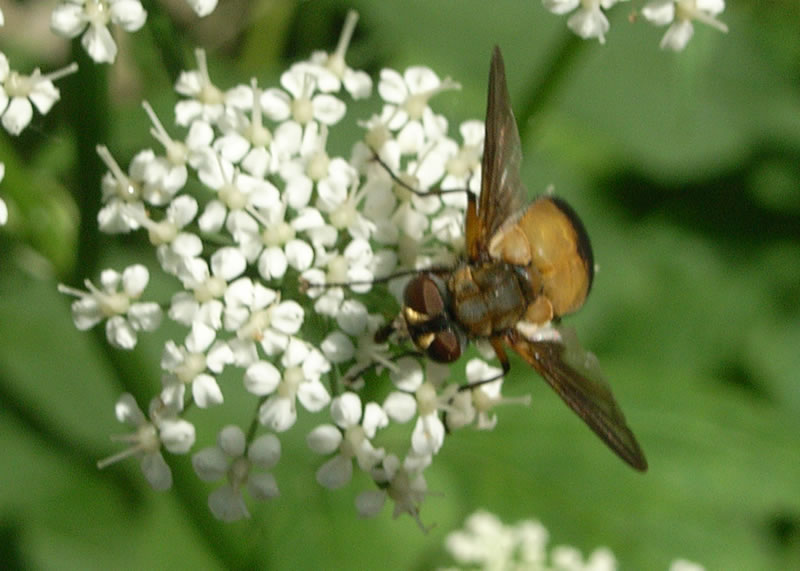 f:id:Heteroptera:20100629153812j:image:h300:left f:id:Heteroptera:20100629153812j:image:h300:left