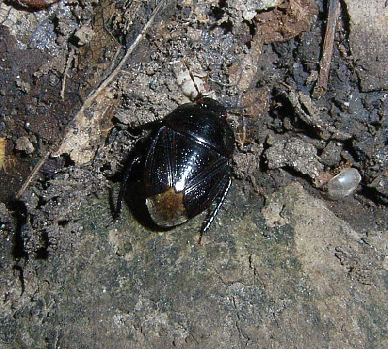 f:id:Heteroptera:20100629153813j:image:h300:right f:id:Heteroptera:20100629153813j:image:h300:right