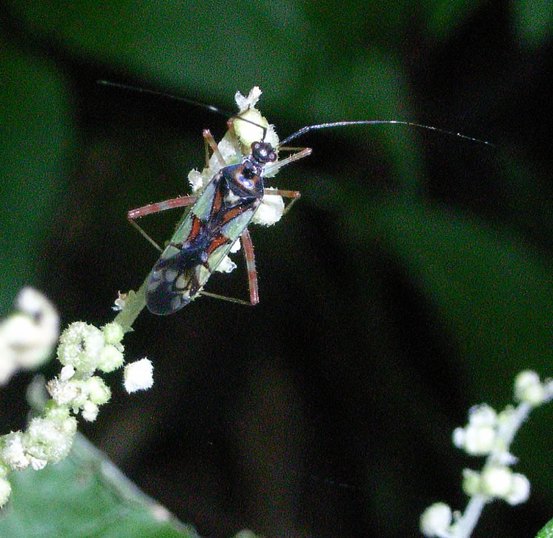 f:id:Heteroptera:20100726191343j:image:left:h300 f:id:Heteroptera:20100726191343j:image:left:h300