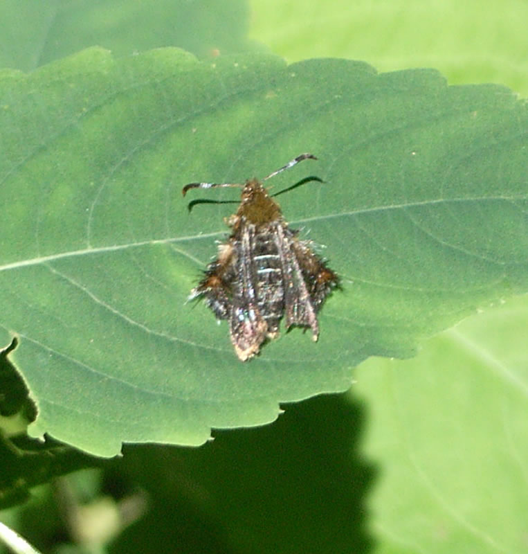 f:id:Heteroptera:20100726195525j:image:left:h300 f:id:Heteroptera:20100726195525j:image:left:h300