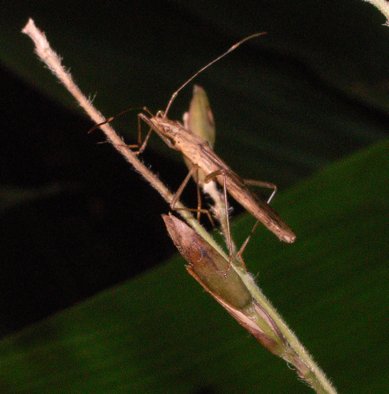 f:id:Heteroptera:20100726195526j:image:right:h300 f:id:Heteroptera:20100726195526j:image:right:h300