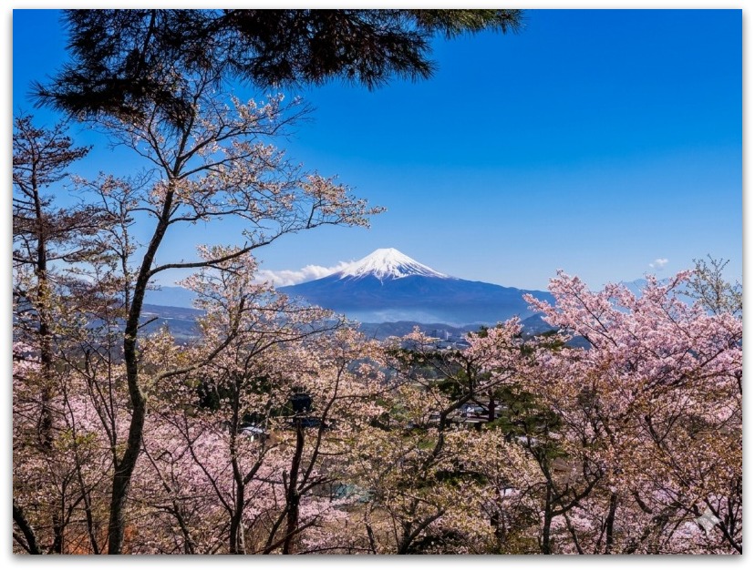 ネーチャークリップ】八ヶ岳南麓の桜は今が見ごろ～谷戸城址公園ほか