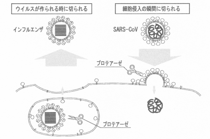 f:id:Hibiscum:20200306011543j:plain