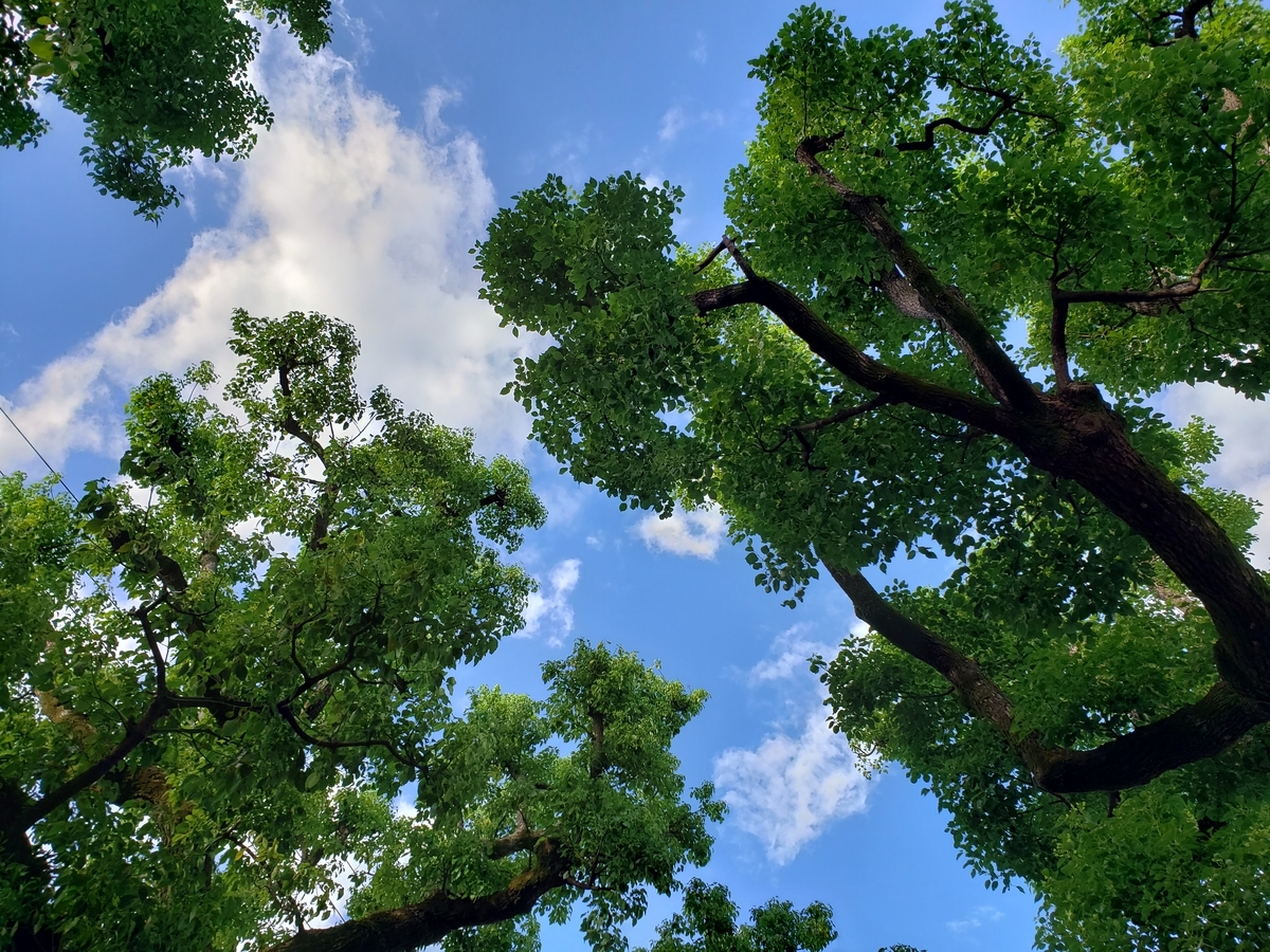 f:id:Hikokigumo:20200908200239j:plain f:id:Hikokigumo:20200908200239j:plain