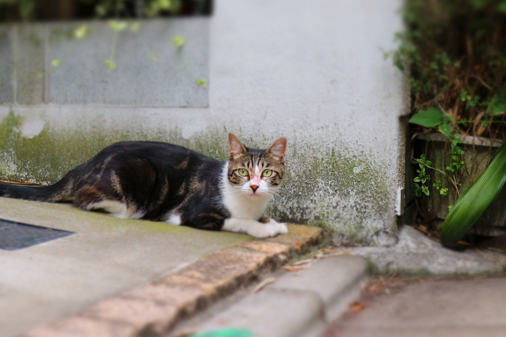 f:id:HimaCamera:20170720115226j:plain