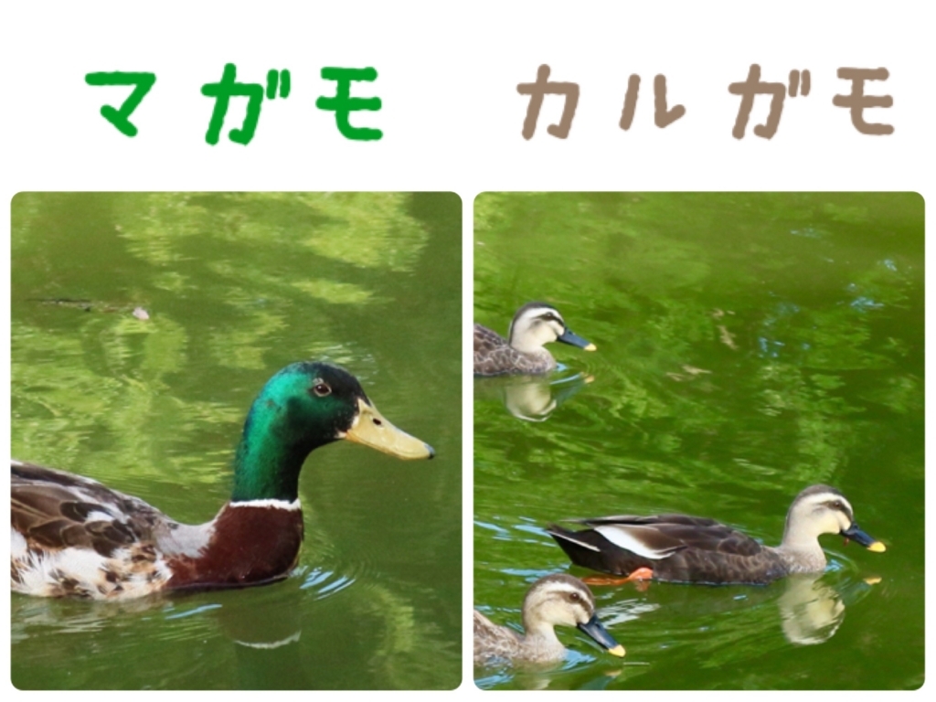 f:id:HimaCamera:20170721214040j:plain