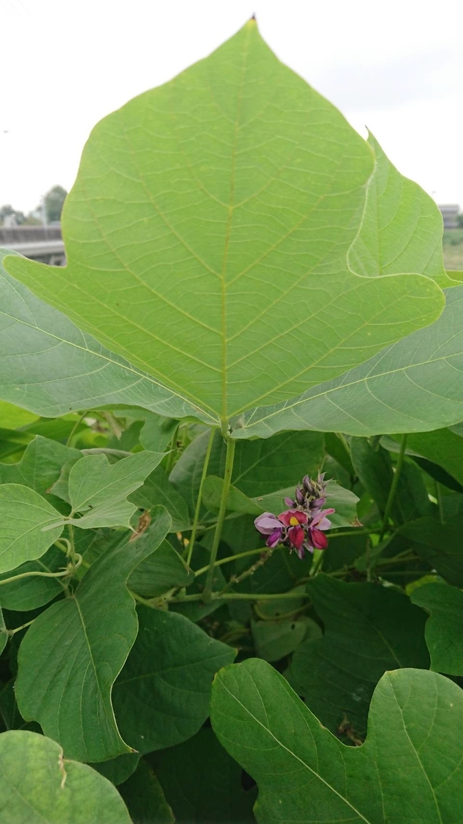 f:id:Himagine2020:20190927115815j:plain