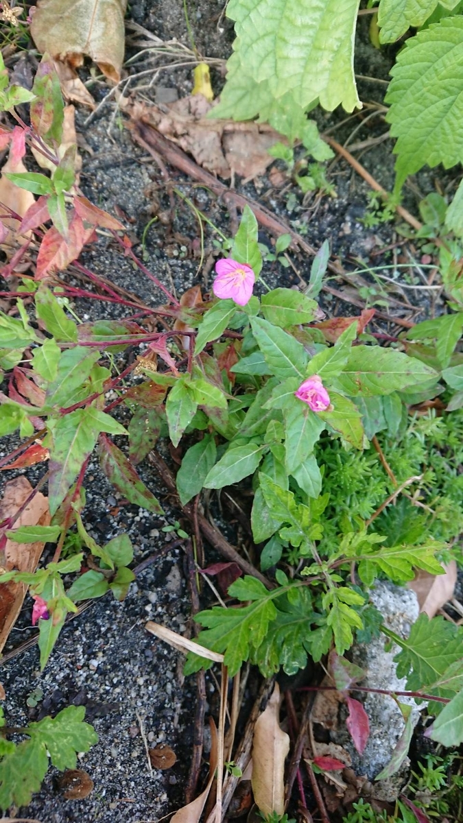 f:id:Himagine2020:20191115165046j:plain f:id:Himagine2020:20191115165046j:plain