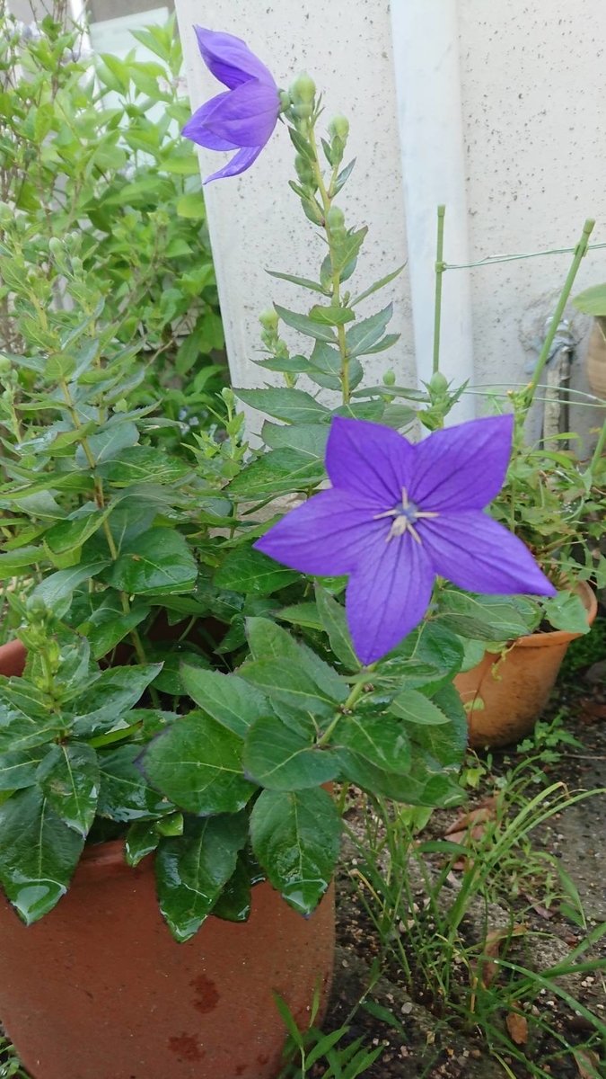 f:id:Himagine2020:20200624110732j:plain f:id:Himagine2020:20200624110732j:plain