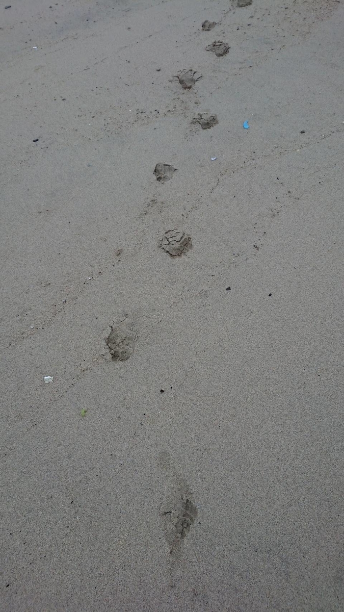 f:id:Himagine2020:20210611164132j:plain