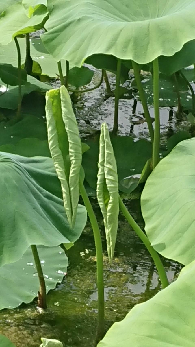 f:id:Himagine2020:20210614122254j:plain