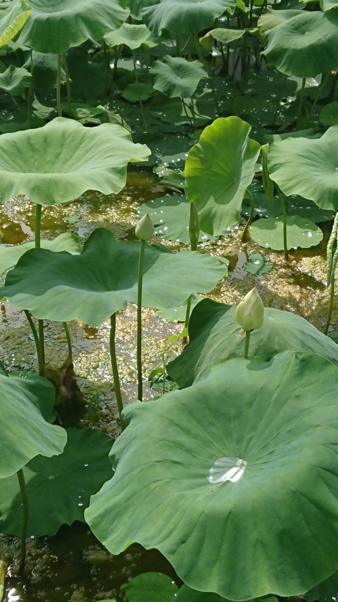 f:id:Himagine2020:20210614122539j:plain