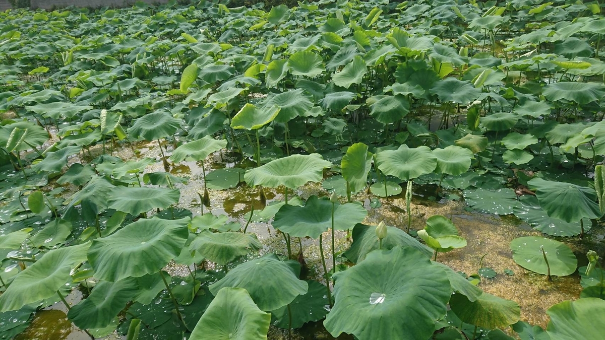 f:id:Himagine2020:20210614122706j:plain