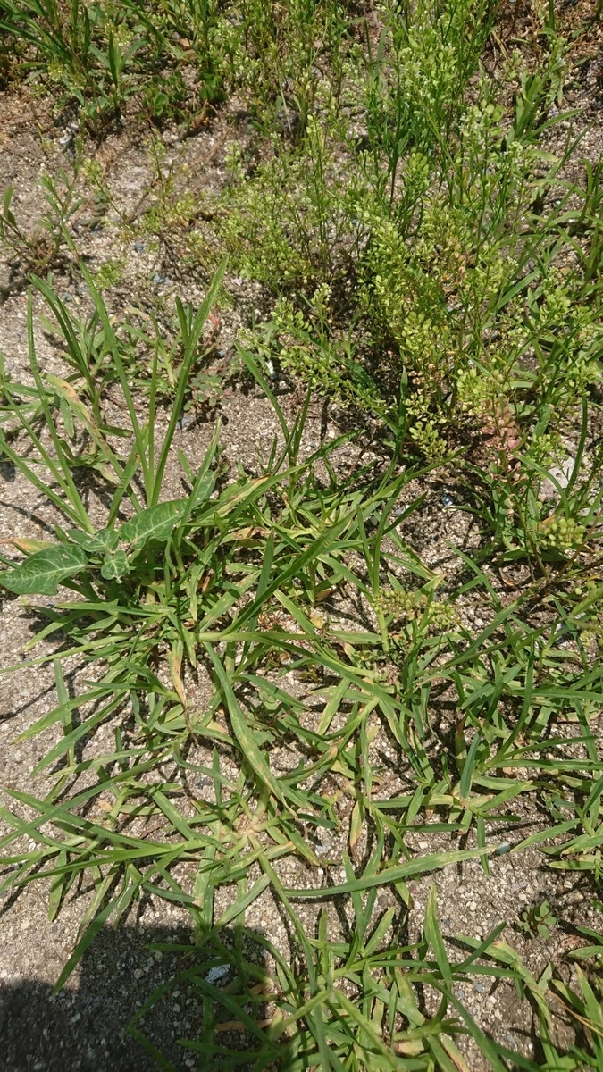 f:id:Himagine2020:20210629192729j:plain