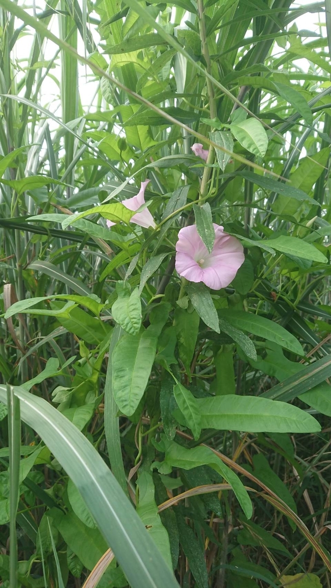 f:id:Himagine2020:20210630130612j:plain