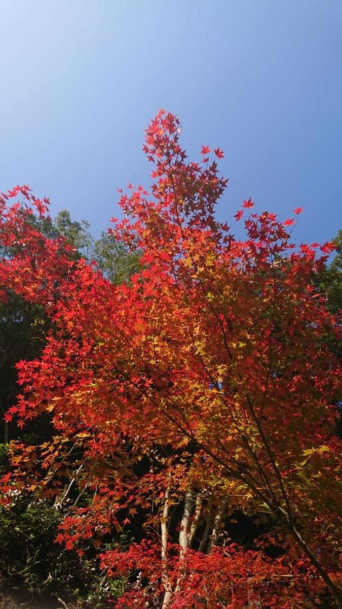 f:id:Himagine2020:20211119130433j:plain