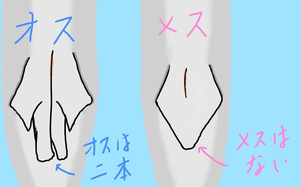 腹びれでのオスメス　見分け方