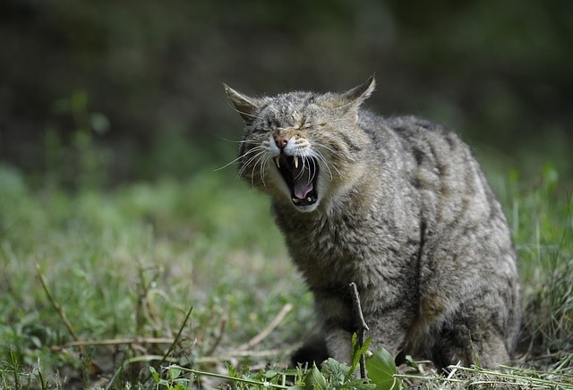 ねこ