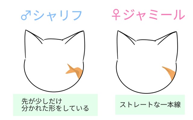 那須どうぶつ王国　スナネコ　見分け方