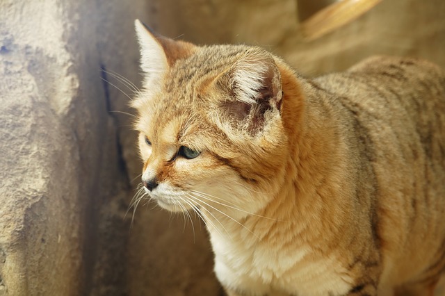 スナネコ　動物園まとめ